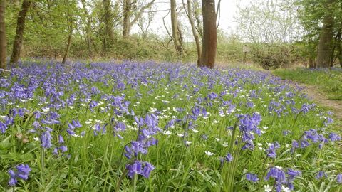 Brampton Wood Bluebells 