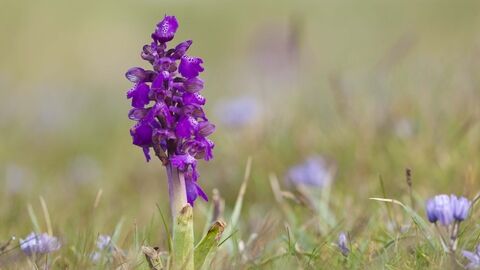 Green winged orchid