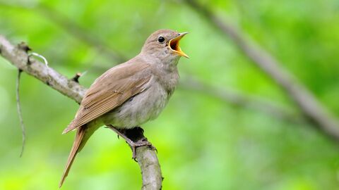 A Nightingale,with beak open, whilst singing, sat on a branch