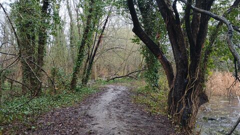 A muddy path between trees at Basil Green Pond, Peterborough.