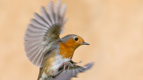 Robin in flight by Jon Hawkins- Surrey Hill Photography