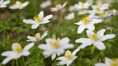 Wood anemone 