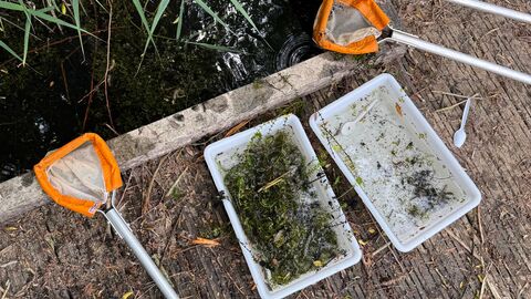 pond dipping nets and trays