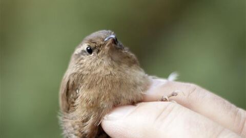 A small bird held between two fingers on a mans hand for bird ringing.