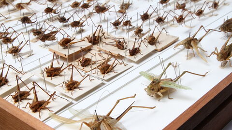 Invertebrates & Archives, University Museum of Zoology, Cambridge.