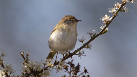 chiff chaff sitting on branch