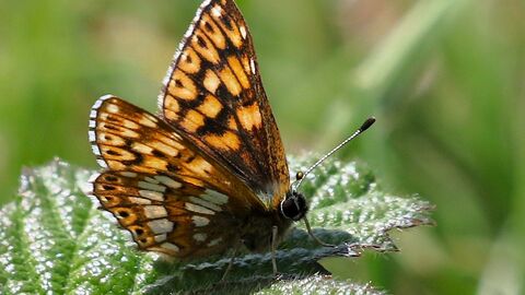 Duke of Burgundy