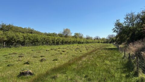 Woodwalton Marsh
