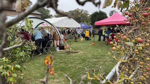 A photo taken through the gaps of an apple tree showing the different stalls at Apple Day.