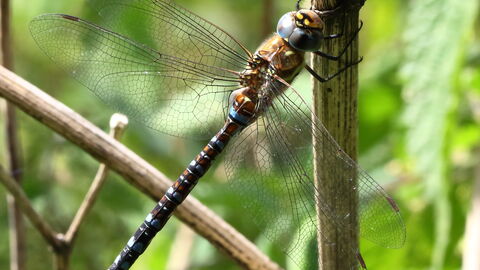 Migrant Hawker
