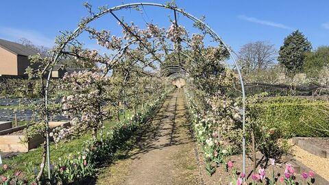 Apple/flower tunnel under blue sky at Ramsey Walled Garden.