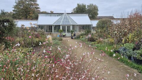 Plants alongside a path leading up to a greenhouse/conservatory at Ramsey Walled Garden.