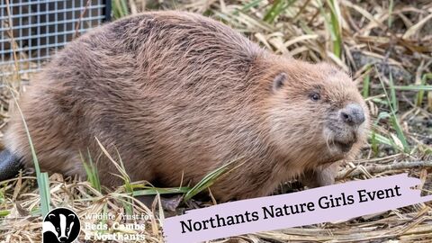 Beaver