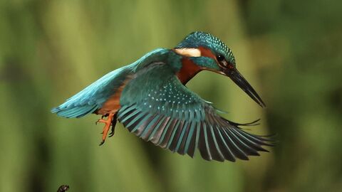A Kingfisher in flight, against a blurry green background
