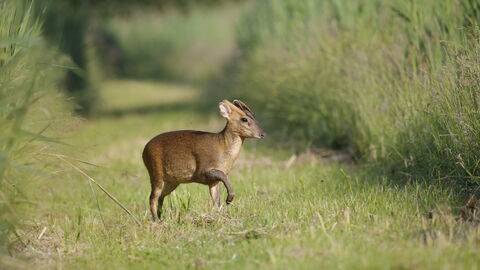A Muntjar Deer on a grass pathway