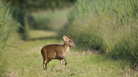 A Muntjar Deer on a grass pathway