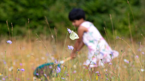 A child out of focus in distance sweeping a net through a meadow filled with long grass and flowers, as a butterfly flies up in the foreground