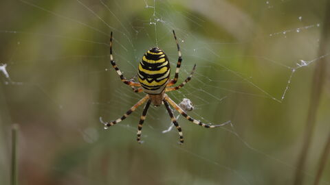 A female Wasp Spider, with a large yellow and black body, hanging in the centre of her web. 