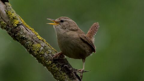 A Wren perched on a small branch with its beak partially open
