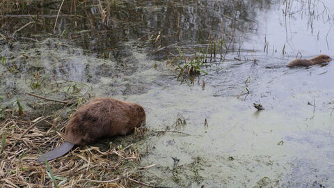 Beaver entering a lake.