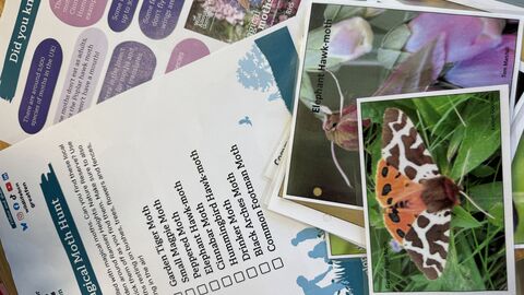 Front and back of the Magical Moth Hunt trail sheet and pictures of moths - garden tiger and elephant hawk moth
