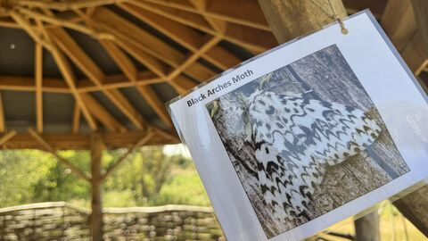 Picture of a dark arches moth hung from the wooden beams of an outdoor shelter
