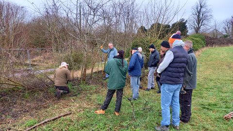 Hedgelaying
