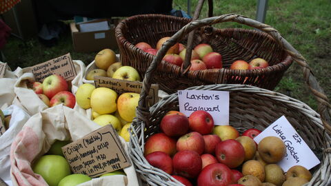 apples