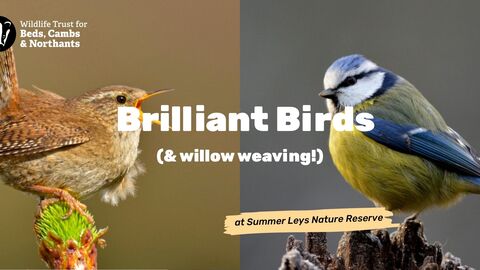 Wren and blue tit with text