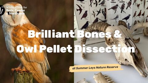 owl and skull photo with text