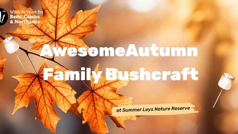 autumn leaves with text