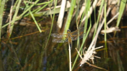 Four-spotted chaser