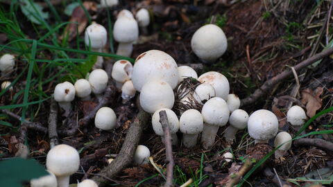 Fungi growing in soil, moss, twigs and grass