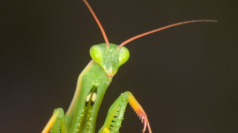 Juvenile Praying Mantis
