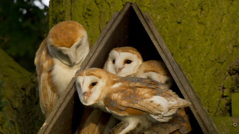 Four barn owls, including one you can just glimpse, almost full-grown, sitting in a triangular, open-fronted barn owl box with what appears to be an adult barn owl sitting on the pitch of the roof gazing down attentively