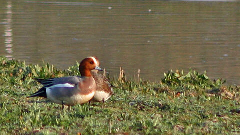 Wigeon Ian Rose