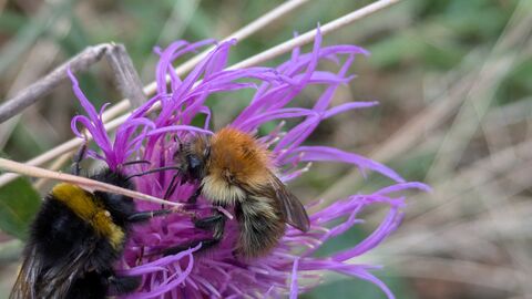 Bumblebee and honeybee