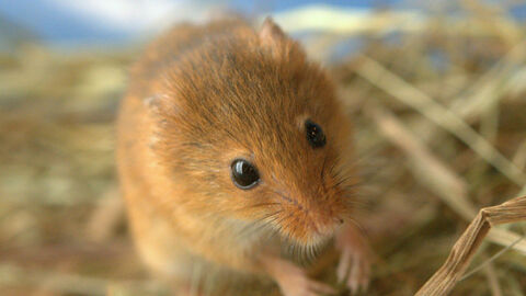 Harvest mouse
