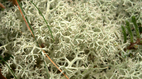 Heathland lichen