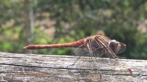 Dragonfly