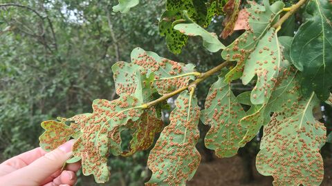 Silk button gall - MS