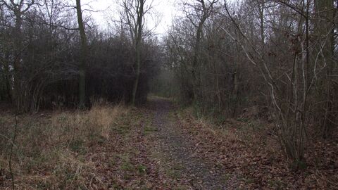 Southwick Wood