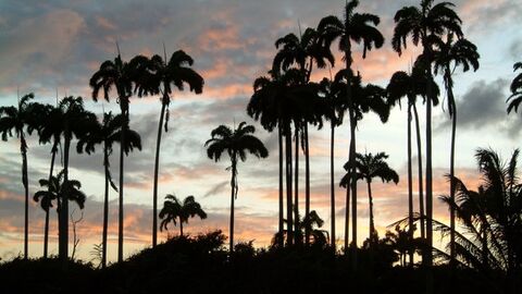 Wildlife of Caribbean Islands