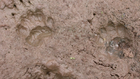 Badger tracks