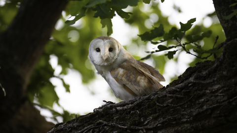 Barn owl looking down from a tree