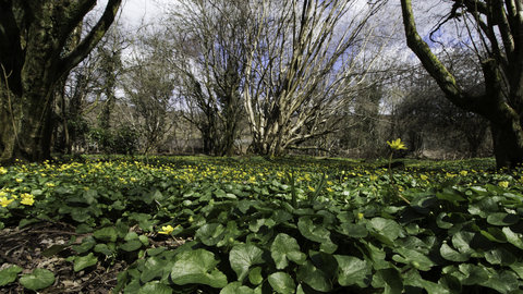 lesser celandine