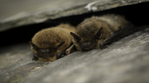 Common pipistrelle bats
