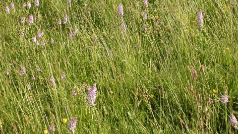 Common spotted orchids in bloom