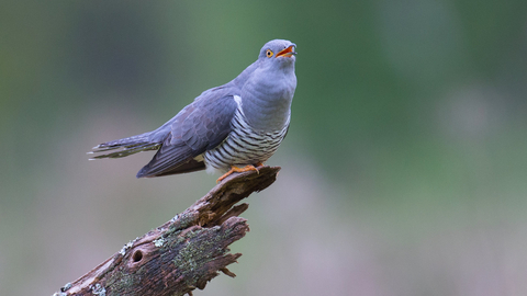 Cuckoo perched and in mid "cuckoo"