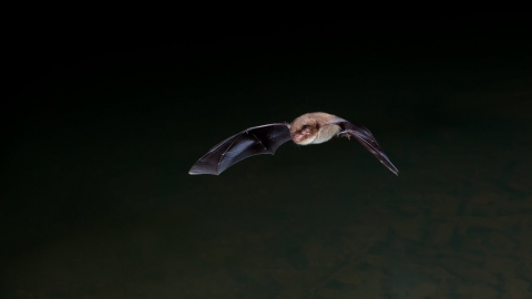 Daubenton's Bat - Dale Sutton/2020 Vision